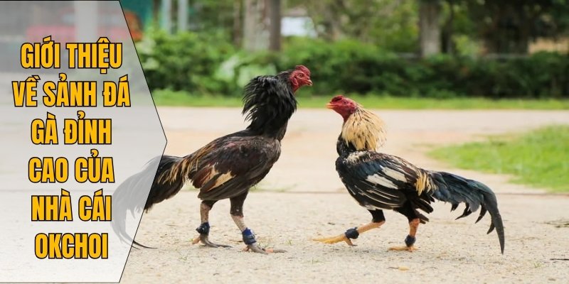 Giới thiệu về sảnh đá gà đỉnh cao của nhà cái Okchoi