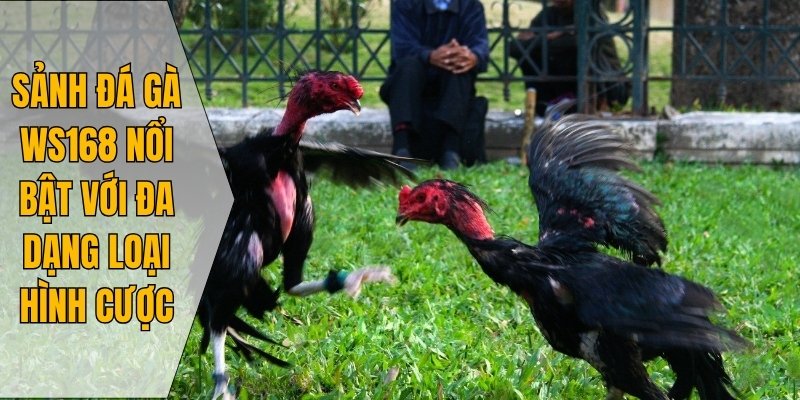 Sảnh đá gà WS168 nổi bật với đa dạng loại hình cược