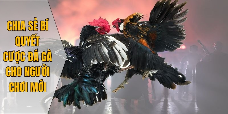 Chia sẻ bí quyết cược đá gà cho người chơi mới
