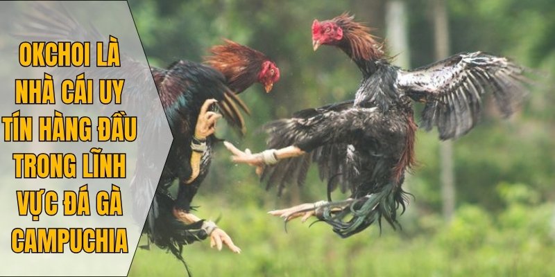 Okchoi là nhà cái uy tín hàng đầu trong lĩnh vực đá gà Campuchia