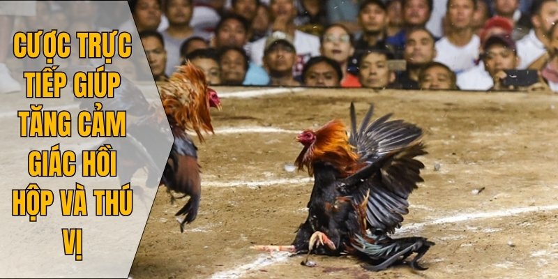 Cược trực tiếp giúp tăng cảm giác hồi hộp và thú vị