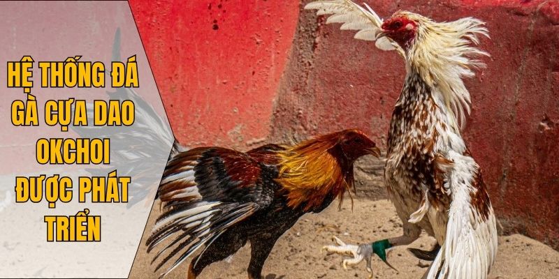 Hệ thống đá gà cựa dao Okchoi được phát triển