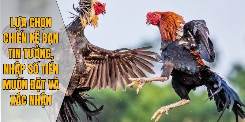 Lựa chọn chiến kê bạn tin tưởng, nhập số tiền muốn đặt và xác nhận