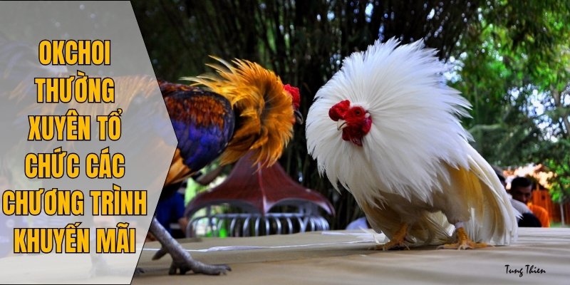 Okchoi thường xuyên tổ chức các chương trình khuyến mãi