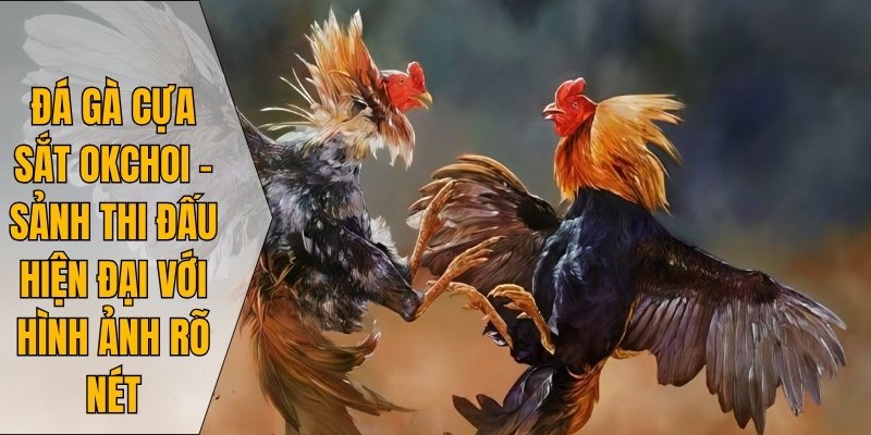 Đá gà cựa sắt Okchoi – sảnh thi đấu hiện đại với hình ảnh rõ nét