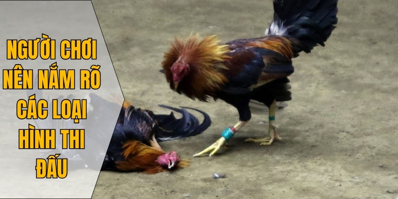 Người chơi nên nắm rõ các loại hình thi đấu