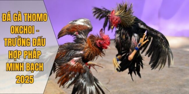 Đá gà Thomo