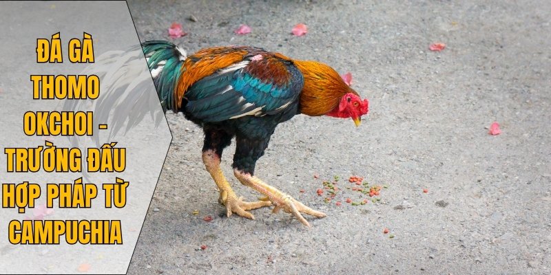 Đá gà Thomo Okchoi – trường đấu hợp pháp từ Campuchia