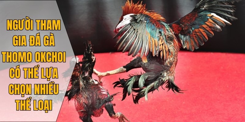 Người tham gia đá gà Thomo Okchoi có thể lựa chọn nhiều thể loại