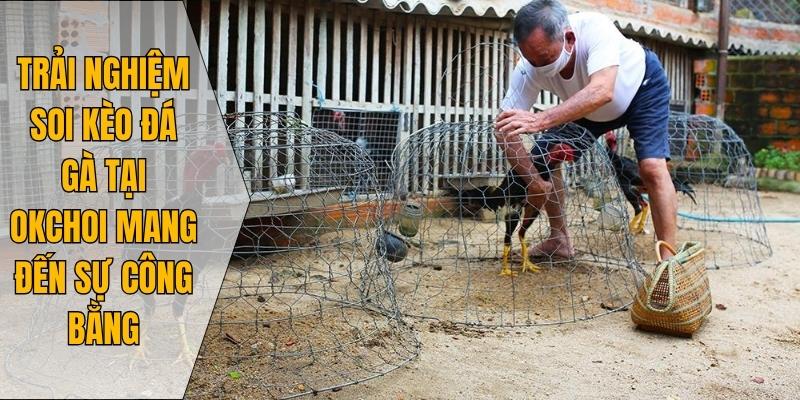 Trải nghiệm soi kèo đá gà tại Okchoi mang đến sự công bằng