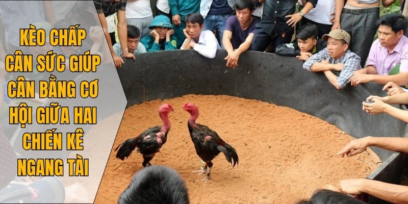 Bắt đầu bằng việc tìm hiểu kỹ thông tin về chiến kê và sới đấu